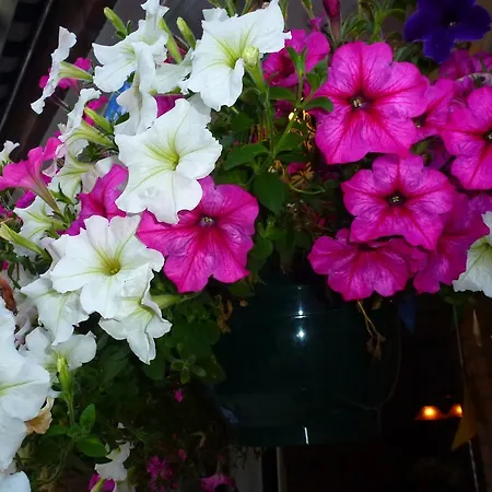 Acacia Frühstückspension Goirle