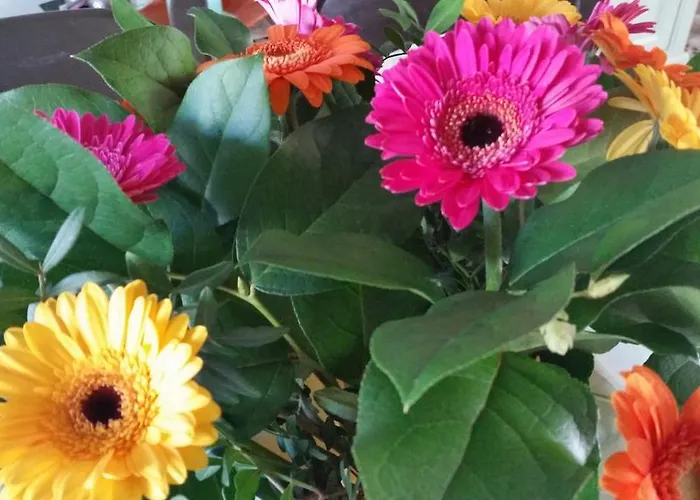 Bed & Breakfast Acacia