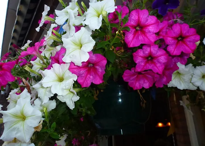 Acacia Bed & Breakfast Goirle