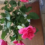 לינה וארוחת בוקר Acacia Goirle
