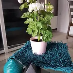 Acacia לינה וארוחת בוקר Goirle